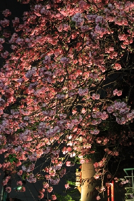 村境の八重桜