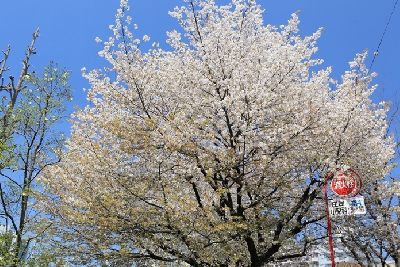 中央図書館前の葉桜