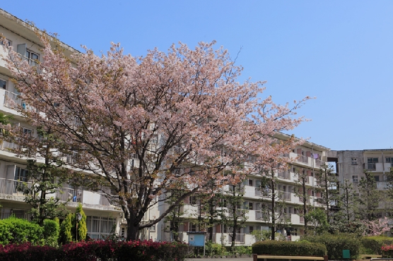 荻窪団地の葉桜