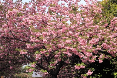 大田黒公園の八重桜（２）
