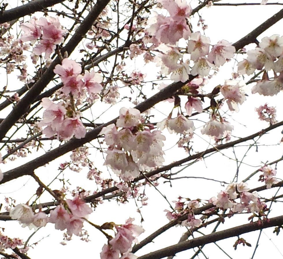 桜がさきました