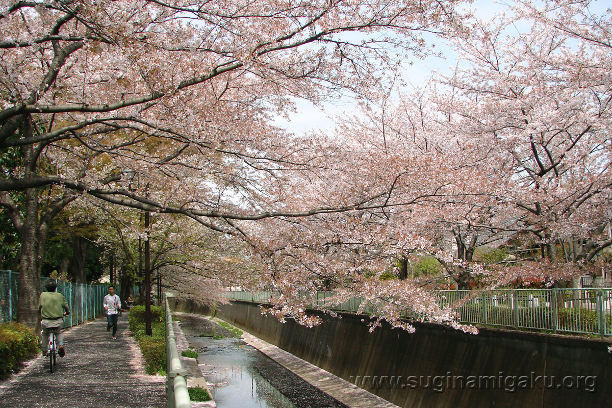 神田川の桜１