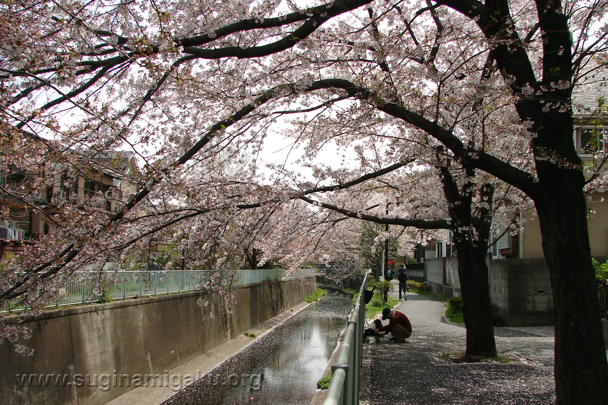 神田川の桜2