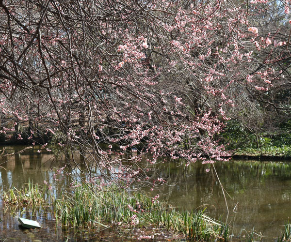 和田掘り公園の梅